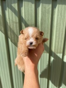 photo_32_2025-12-06_11-40-45