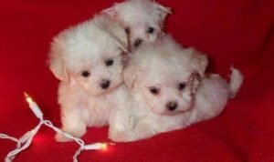 photo_53_2025-12-06_11-40-45