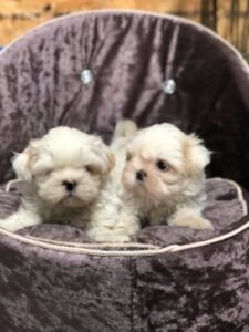 photo_56_2025-12-06_11-40-45