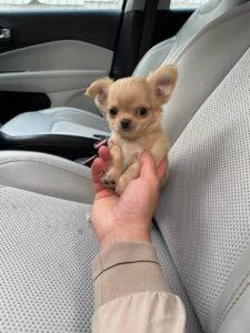 photo_74_2025-12-06_11-40-45