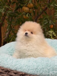 photo_75_2025-12-06_11-40-45