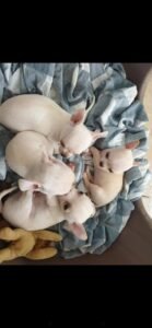 photo_80_2025-12-06_11-40-45