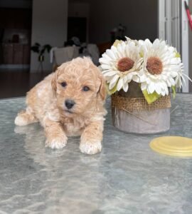 photo_82_2025-12-06_11-40-45