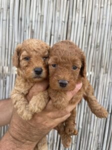 photo_86_2025-12-06_11-40-45