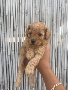 photo_87_2025-12-06_11-40-45