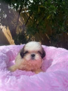 photo_90_2025-12-06_11-40-45