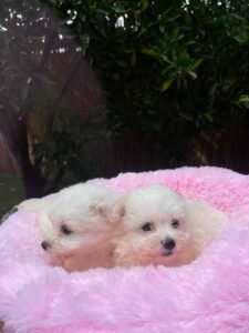 photo_91_2025-12-06_11-40-45