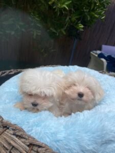 photo_92_2025-12-06_11-40-45