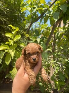 photo_93_2025-12-06_11-40-45